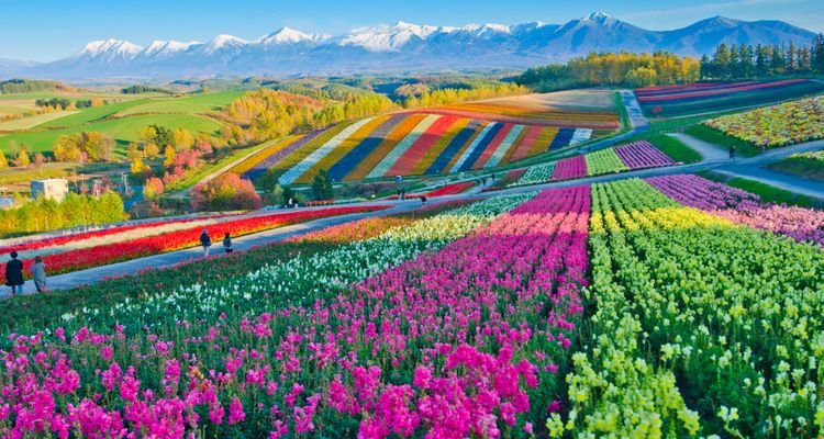 Hokkaido obrośnięte kolorowymi polami lawend i innych kwiatów